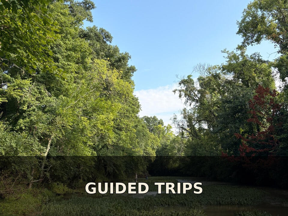 Trips